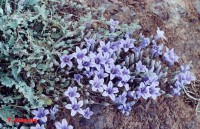 /album/wildflowers/campanula-akrokorinthos-jpg/